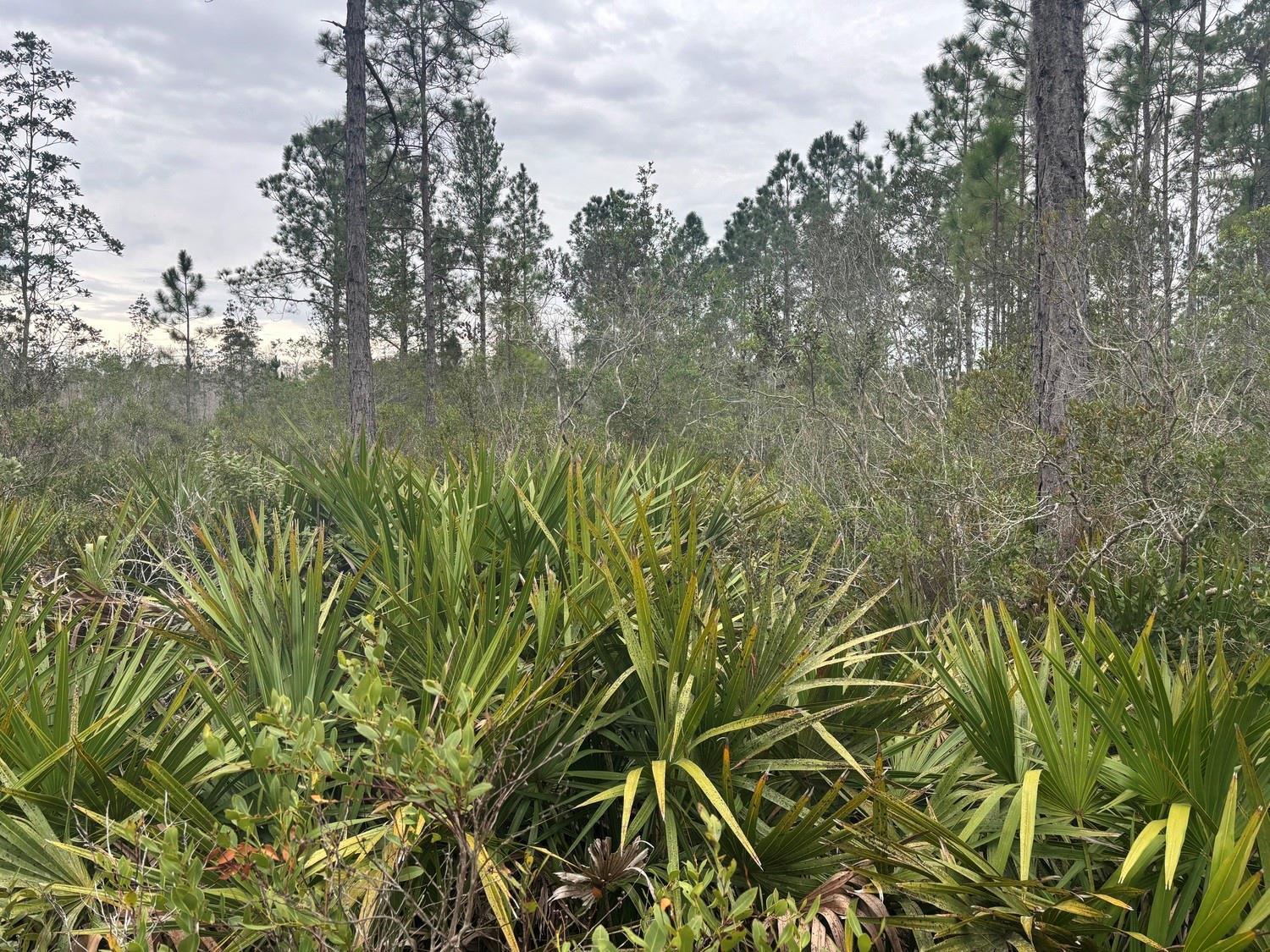 A view of a Florida pine flatwoods landscape with saw palmettos and tall pine trees — 0 Old Grade Road, FL 33868, FL