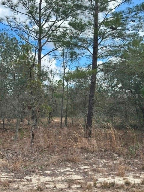 A wooded lot with tall pine trees and dry grass under a blue sky — 00 SW 30 LANE, OCALA, FL