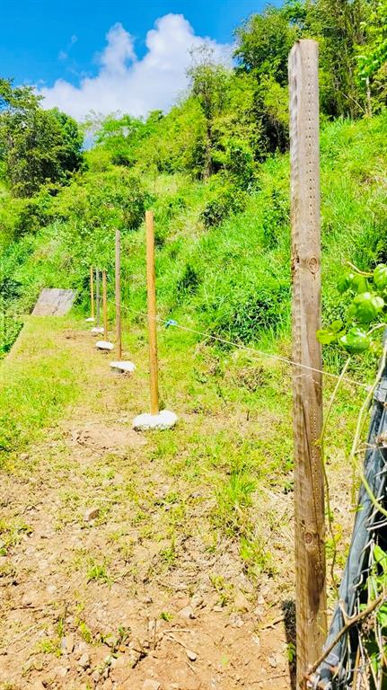 A row of wooden fence posts stands on a grassy hillside under a blue sky — 14 ROUTE UNIT KM 41.0, COAMO, PR