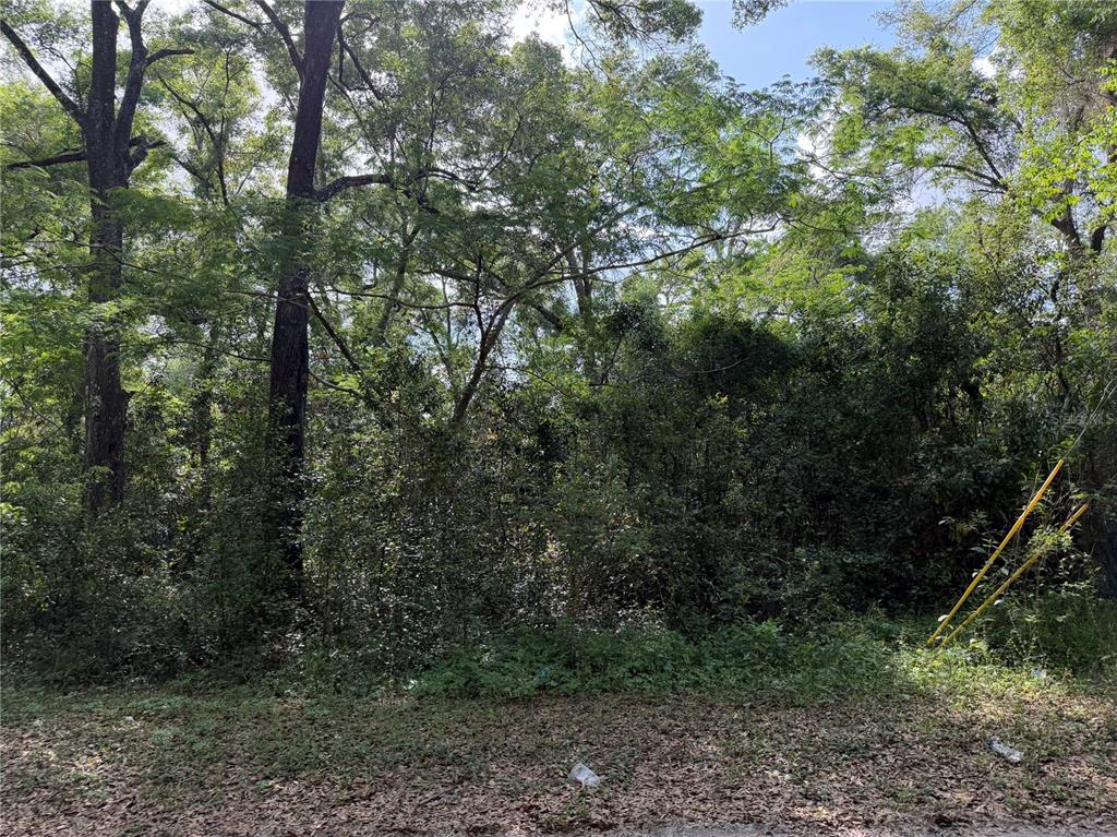 A dense, wooded lot features tall trees and thick undergrowth under a bright sky — 1410 NW 10TH STREET, CHIEFLAND, FL