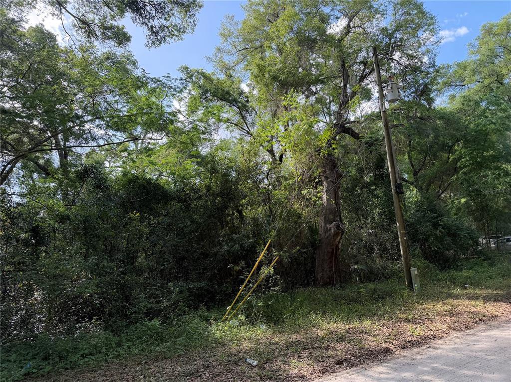 A utility pole stands beside a dense, wooded area next to a dirt road — 1410 NW 10TH STREET, CHIEFLAND, FL
