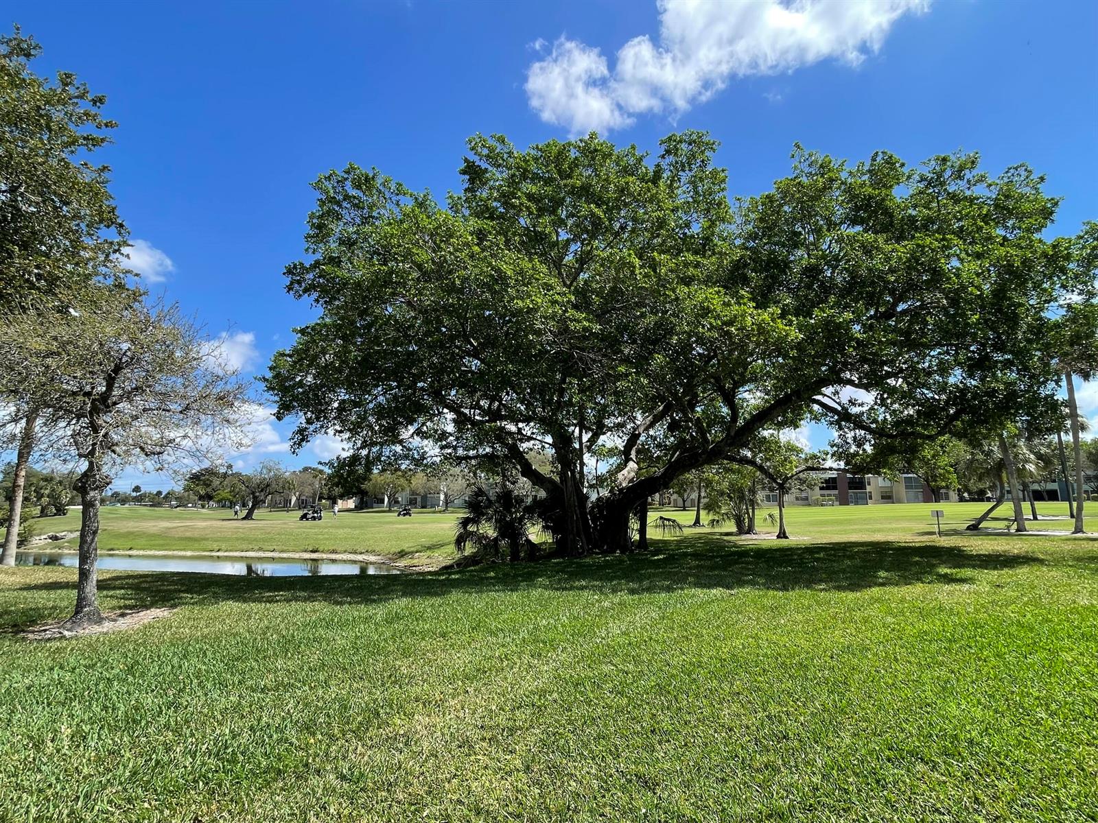 A large, mature tree stands on a grassy golf course near a small pond — 7460 NW 18th Street # 104, Margate FL 33063, MARGATE, FL