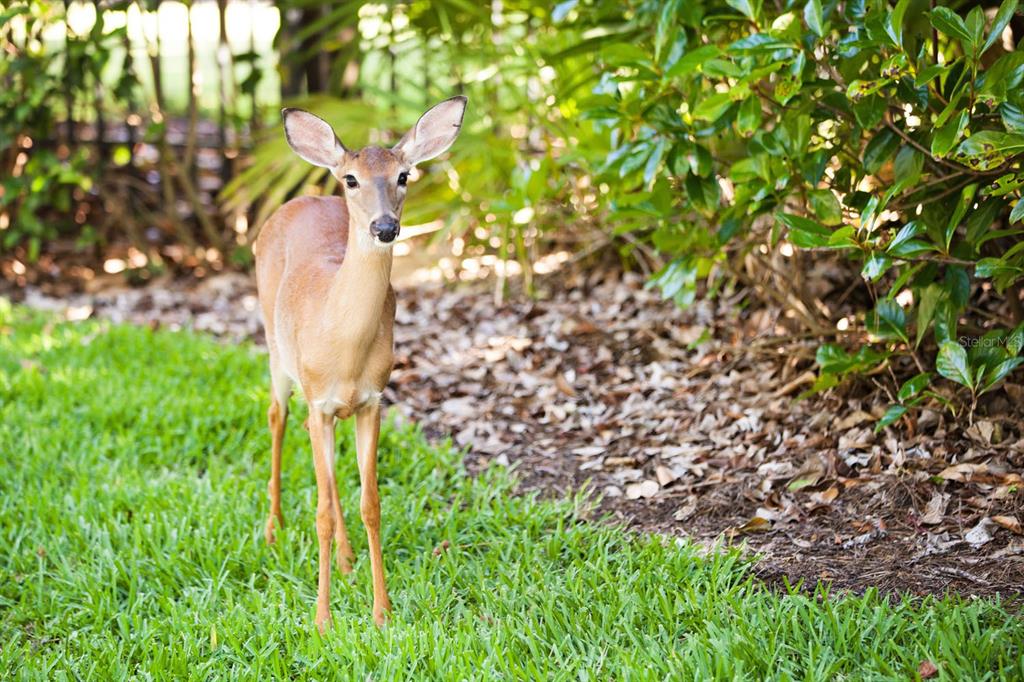 A deer stands on a green lawn next to a leafy bush — 11091 CROMWELL ROAD, ORLANDO, FL
