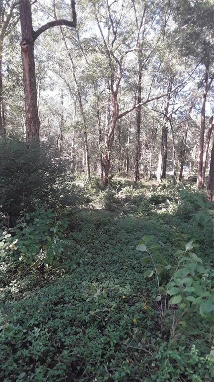 A wooded lot with dense ground cover and tall trees under a bright sky — 5314 CUCUMBER STREET, SEBRING, FL