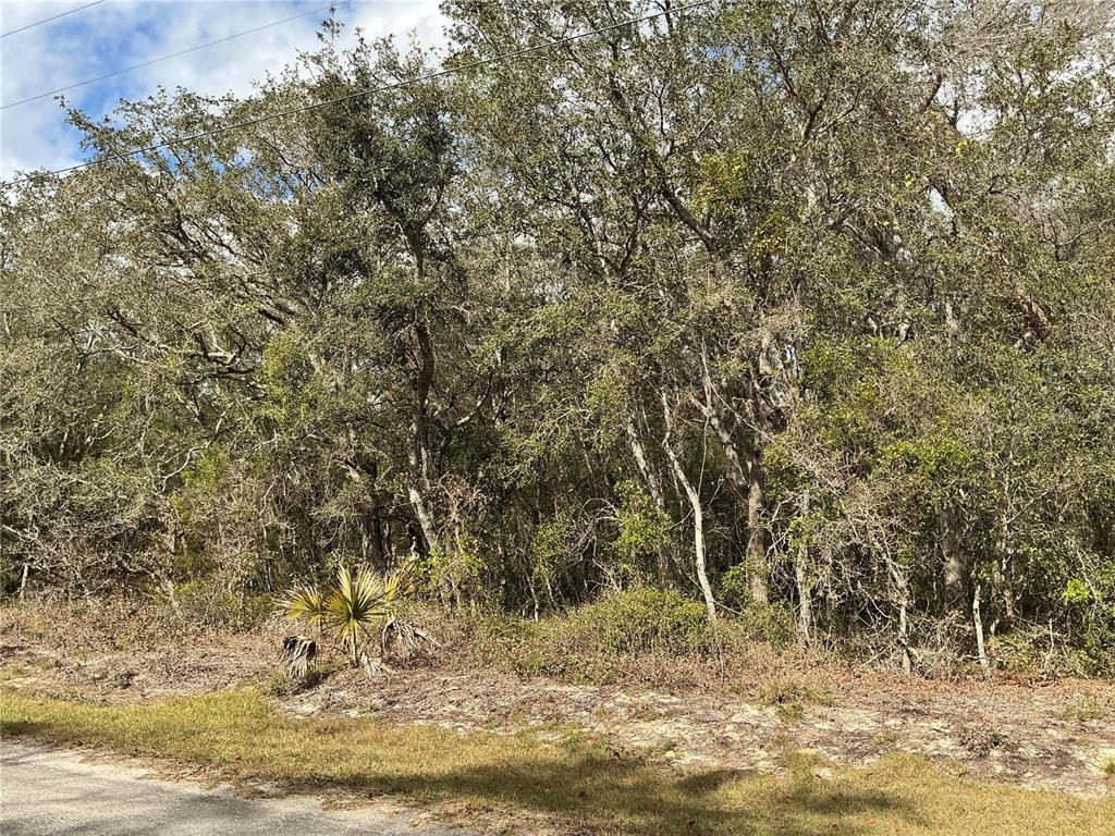 A dense wooded lot with mature trees and a small palm plant beside a road — LOT 8 FISHER TRACE, OCKLAWAHA, FL