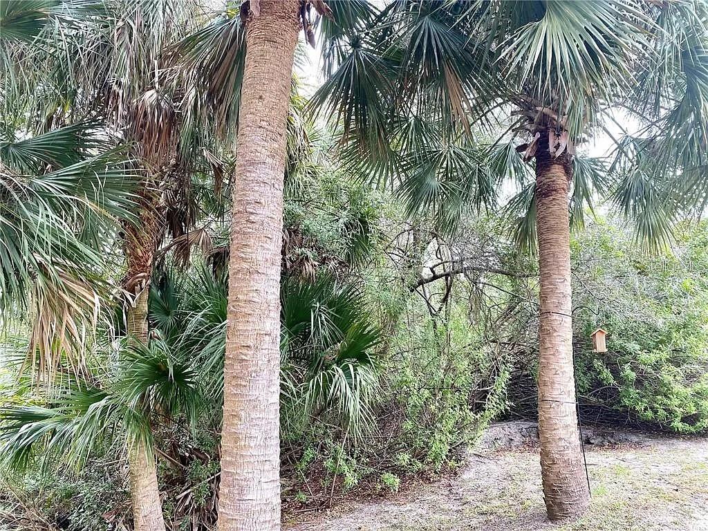 Three palm trees stand in a wooded area with a small birdhouse hanging from one — ARLEY ROAD, NORTH PORT, FL