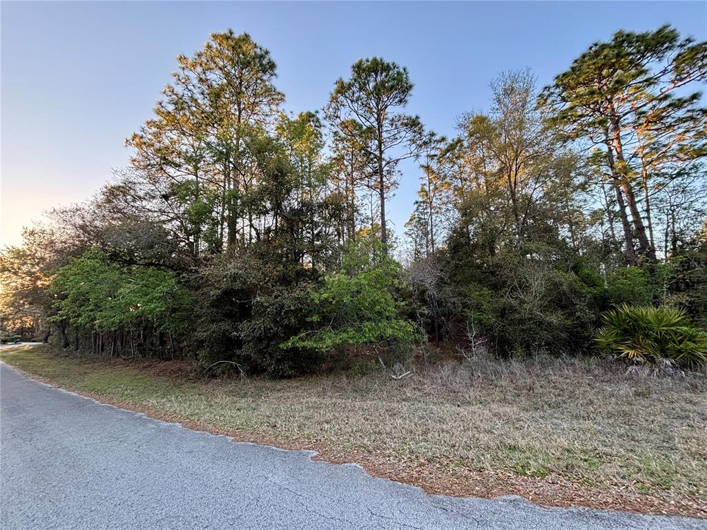 A paved road runs alongside a wooded lot with tall pine trees and dense undergrowth — Lot 33 SW 97 PLACE, DUNNELLON, FL