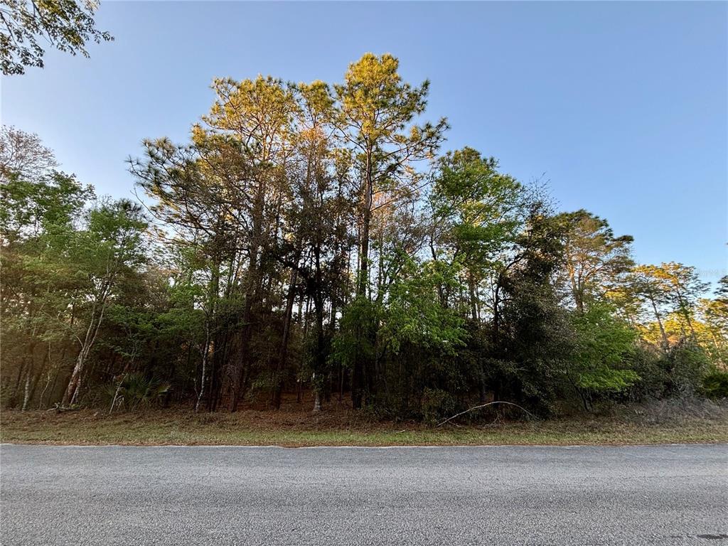 A paved road runs in front of a wooded lot with tall pine trees — Lot 33 SW 97 PLACE, DUNNELLON, FL