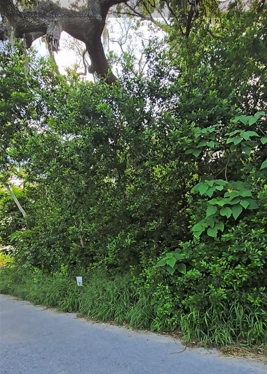 A paved road runs alongside a dense thicket of trees and lush green vegetation — LENOX DRIVE, NEW PORT RICHEY, FL