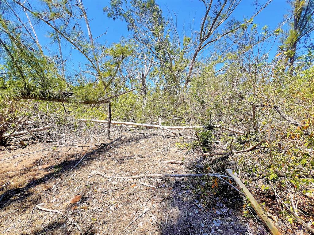 A wooded lot with fallen trees and dense vegetation under a clear blue sky — MANASOTA KEY ISLAND, ENGLEWOOD, FL