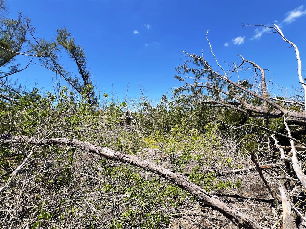 A view of a wooded area with fallen trees and dense green vegetation under blue skies — MANASOTA KEY ISLAND, ENGLEWOOD, FL