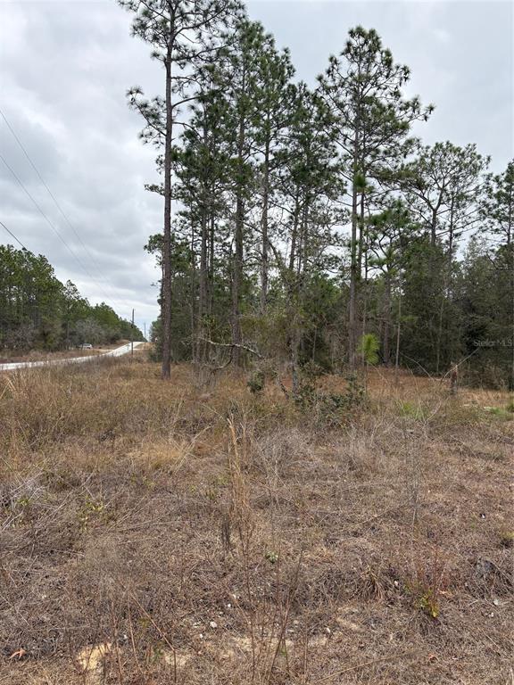 A vacant, grassy lot features several tall pine trees under a cloudy sky — 1159 NW REDWOOD DRIVE, DUNNELLON, FL