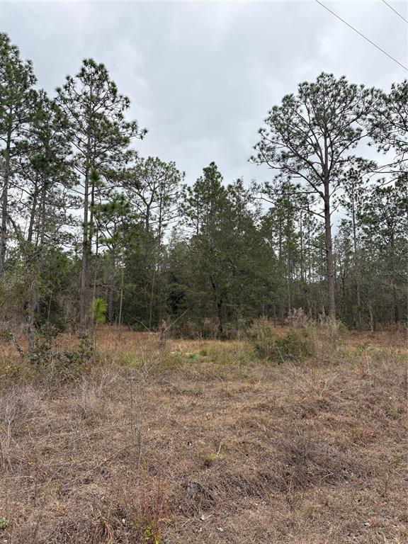 A view of a wooded, undeveloped lot with dry grass and tall pine trees — 1159 NW REDWOOD DRIVE, DUNNELLON, FL