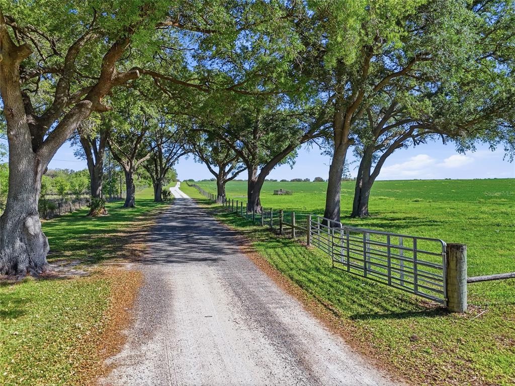 A gravel driveway lined with large oak trees leads past a metal gate and pasture — 11131 NE 35TH STREET, BRONSON, FL