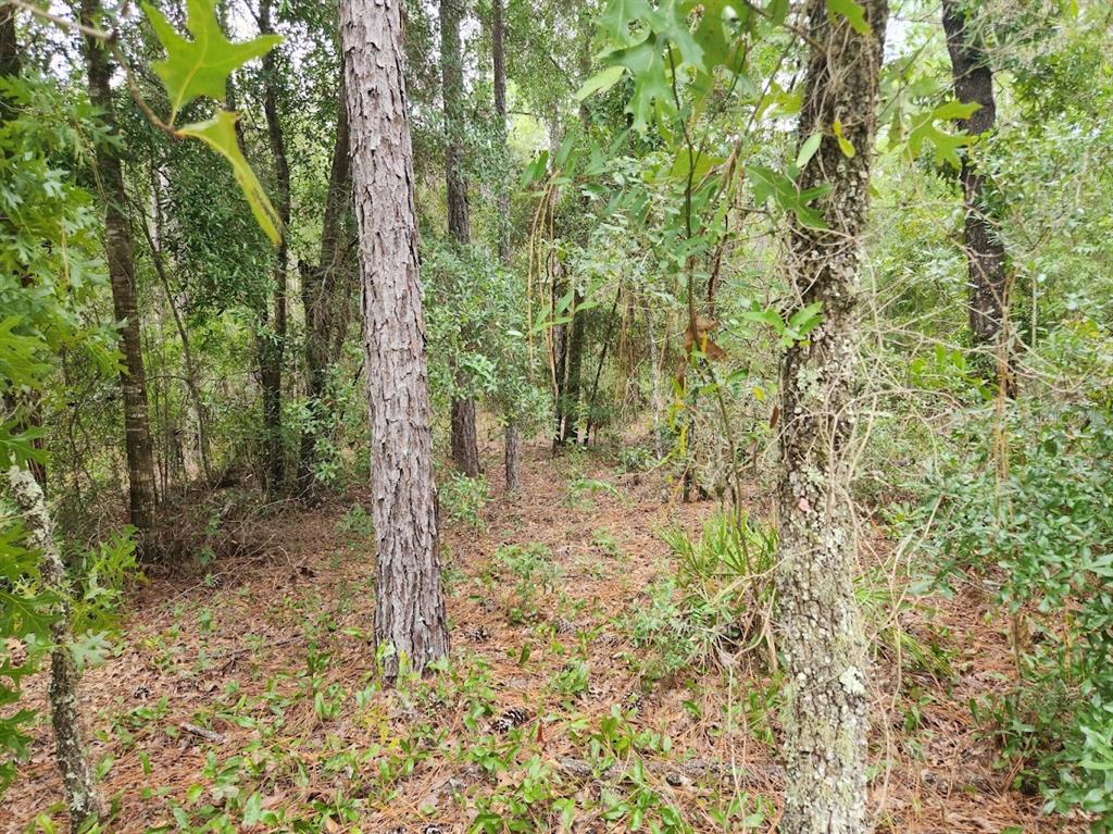 A wooded area featuring tall pine trees and a forest floor covered in pine needles — lot 24 SW 89TH CIRCLE, OCALA, FL