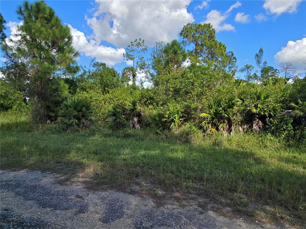 A view of a grassy lot with dense trees and palmetto bushes along a road — 423 WILDER AVENUE S, LEHIGH ACRES, FL