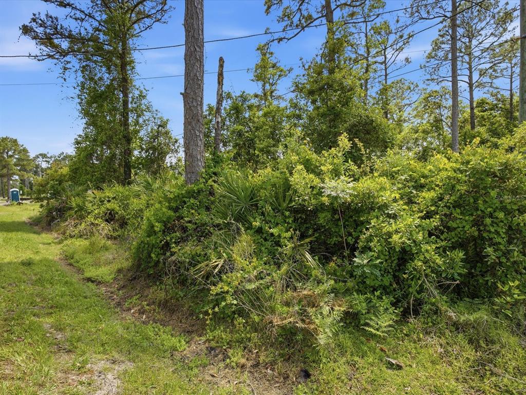 A grassy path leads to a dense area of trees and thick vegetation — 1340 EAST PARKWAY, DELAND, FL