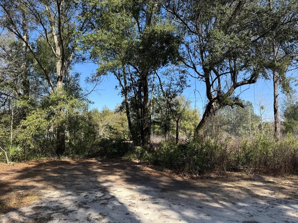 A sandy clearing is surrounded by mature trees and dense vegetation under a clear sky — 5325 NW 7TH STREET, OCALA, FL