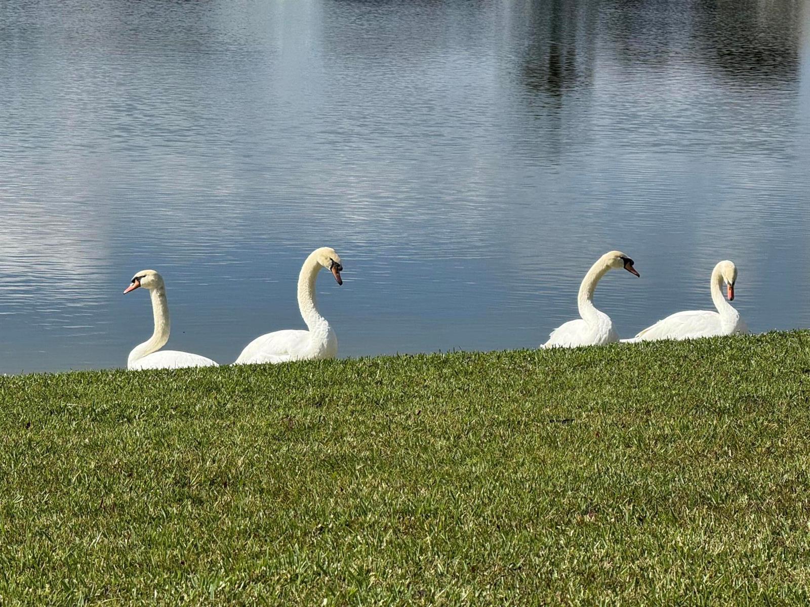 Four white swans swim in a lake along a grassy shoreline — 8913 SW Chevy Circle, Stuart FL 34997, STUART, FL