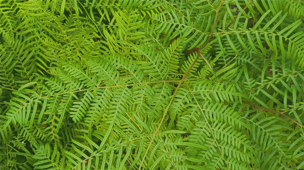 A close-up view of vibrant green fern fronds with visible stems and intricate leaf patterns — 2575 BEAR RUN S, FROSTPROOF, FL