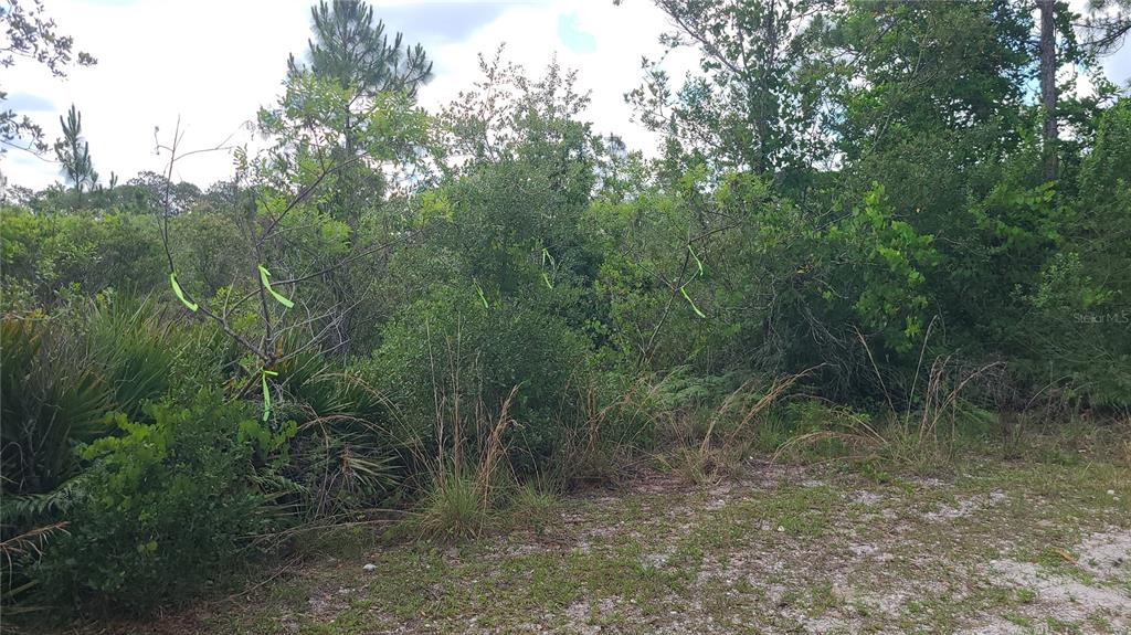 A wooded lot features green survey ribbons tied to branches of small trees and shrubs — 2575 BEAR RUN S, FROSTPROOF, FL