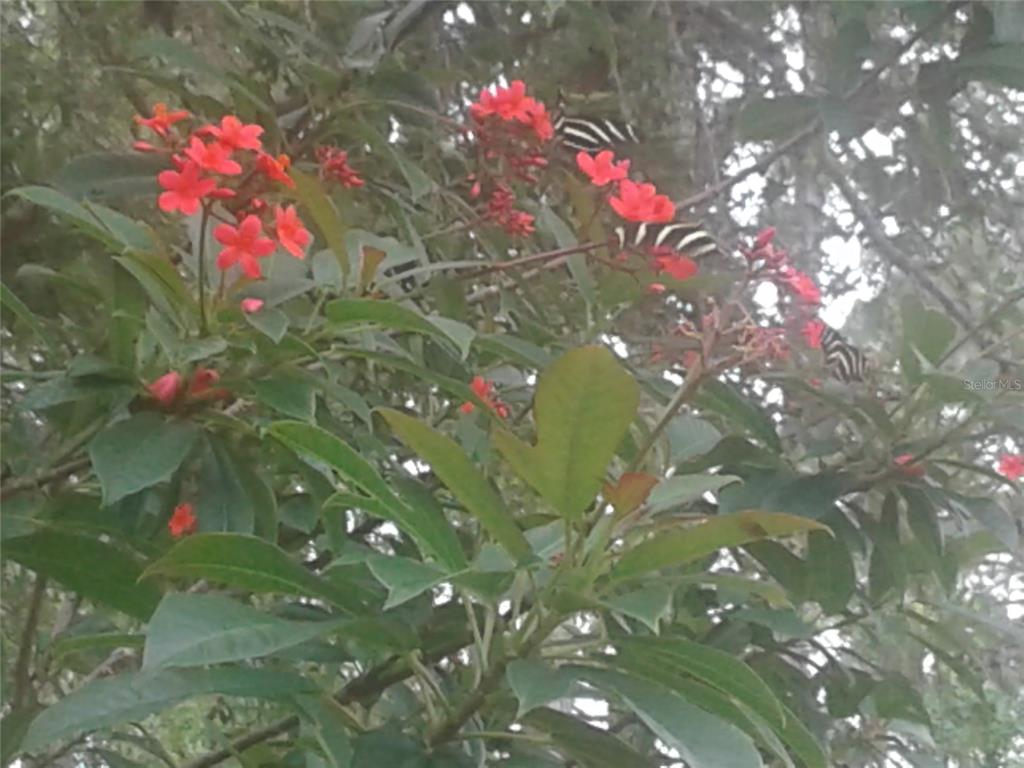 A cluster of bright red flowers blooms on a leafy shrub outdoors — KACHER ROAD, NORTH PORT, FL