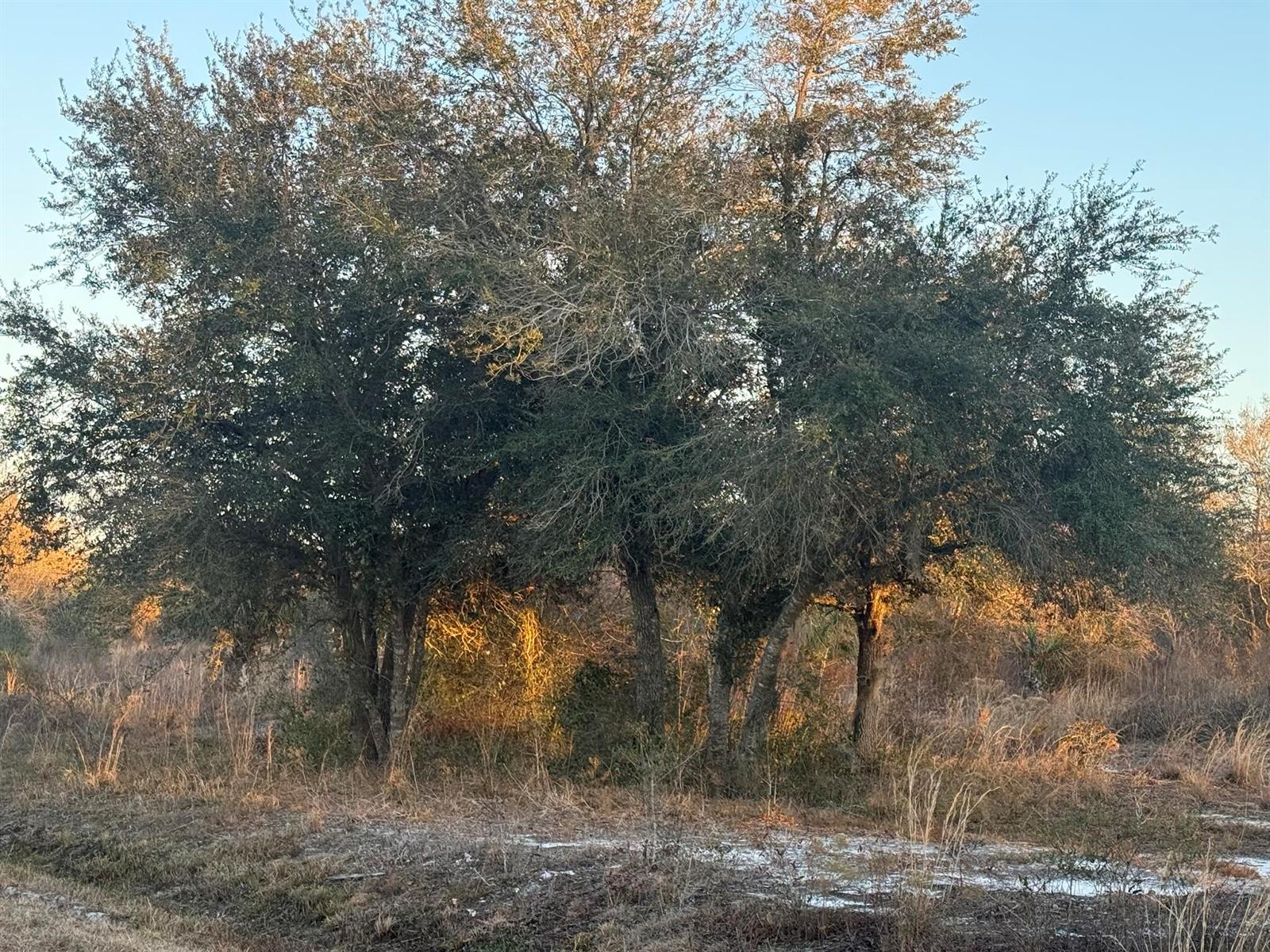 A cluster of mature oak trees stands in a grassy field during the golden hour — 18344 NW 284th Street, Okeechobee FL 34972, OKEECHOBEE, FL
