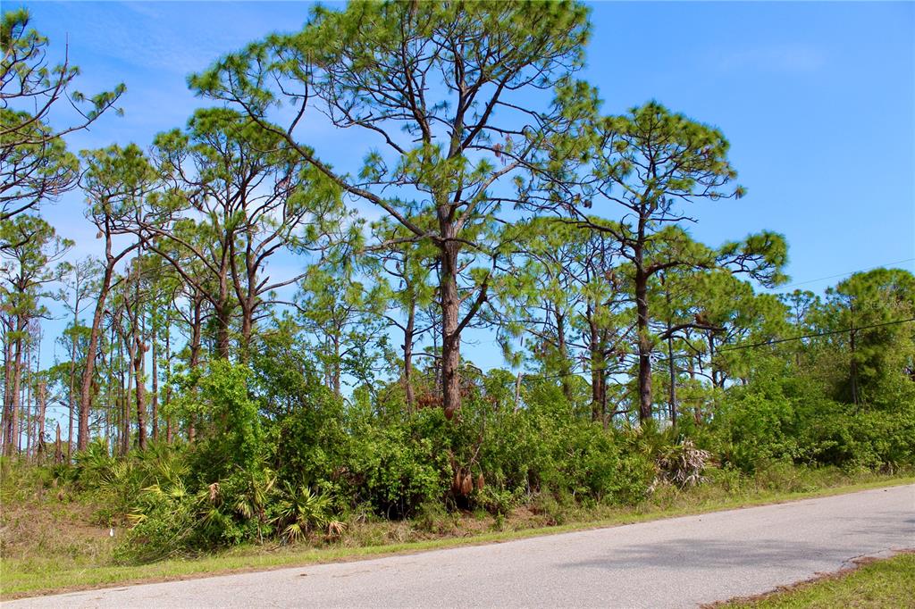 A paved road runs alongside a wooded lot with tall pine trees and dense undergrowth — 5237 CHANEY TERRACE, PORT CHARLOTTE, FL