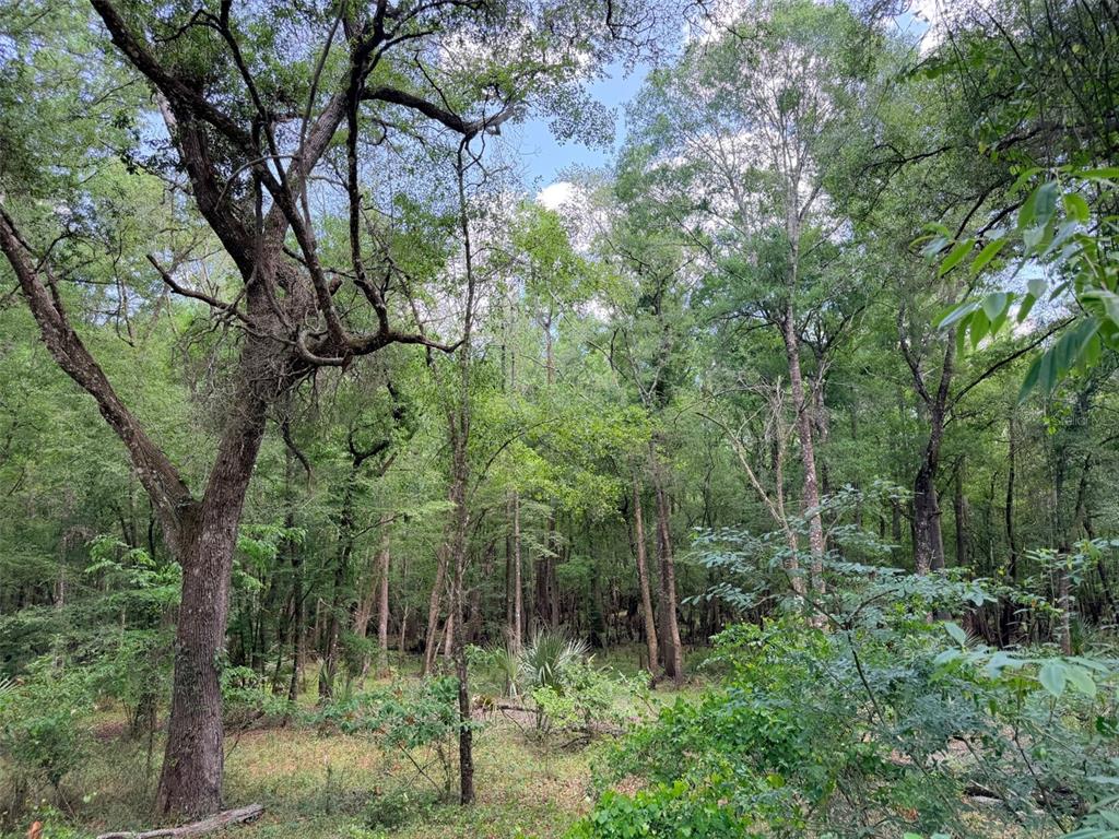A view of a dense, wooded forest with tall trees and lush green undergrowth — 288 NE 899TH STREET, OLD TOWN, FL
