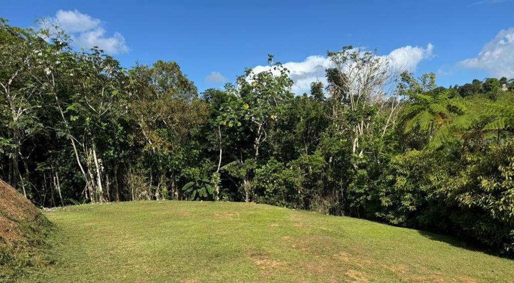 A grassy clearing sits in front of a dense forest under a bright blue sky — SOLAR 4 , CARR 879 KM.HM 1.6, BO. BARRIO NUEVO, BA, BAYAMON, PR