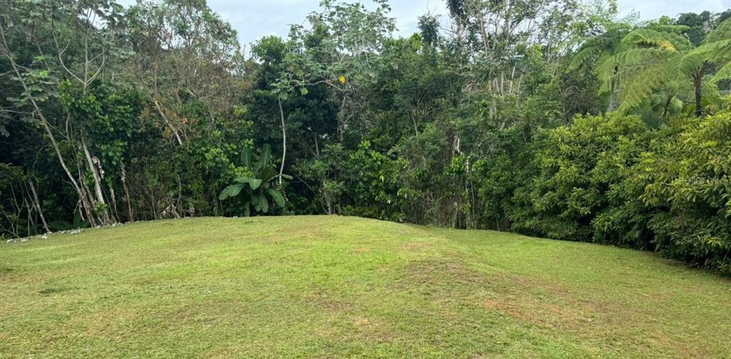 A grassy, sloped yard borders a dense forest of trees and tropical vegetation — SOLAR 4 , CARR 879 KM.HM 1.6, BO. BARRIO NUEVO, BA, BAYAMON, PR