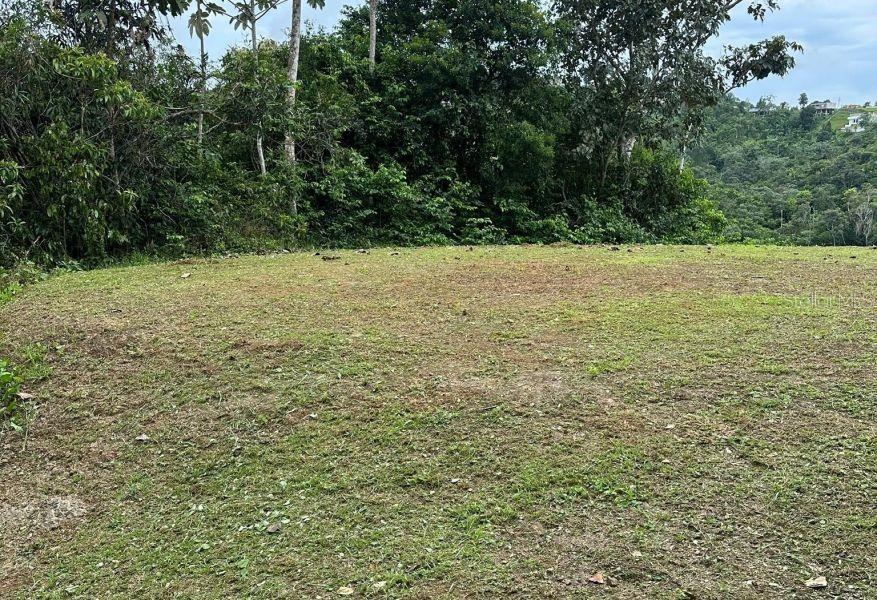 A grassy, cleared lot sits in front of a dense forest with distant hills visible — SOLAR 4 , CARR 879 KM.HM 1.6, BO. BARRIO NUEVO, BA, BAYAMON, PR