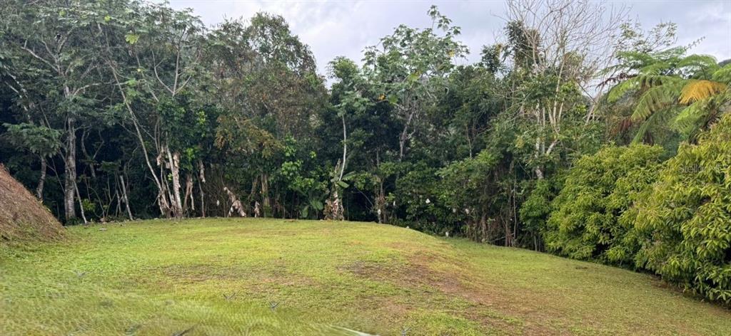 A grassy, sloped lot is bordered by a dense forest of trees and foliage — SOLAR 4 , CARR 879 KM.HM 1.6, BO. BARRIO NUEVO, BA, BAYAMON, PR