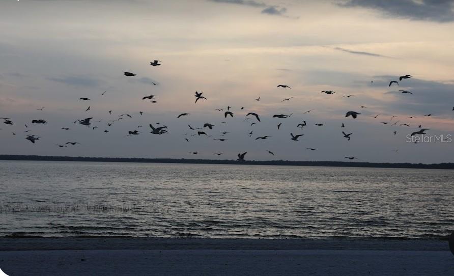 A large flock of birds flies over a body of water at sunset — Lot 1 LOCUST PASS COURSE, OCALA, FL