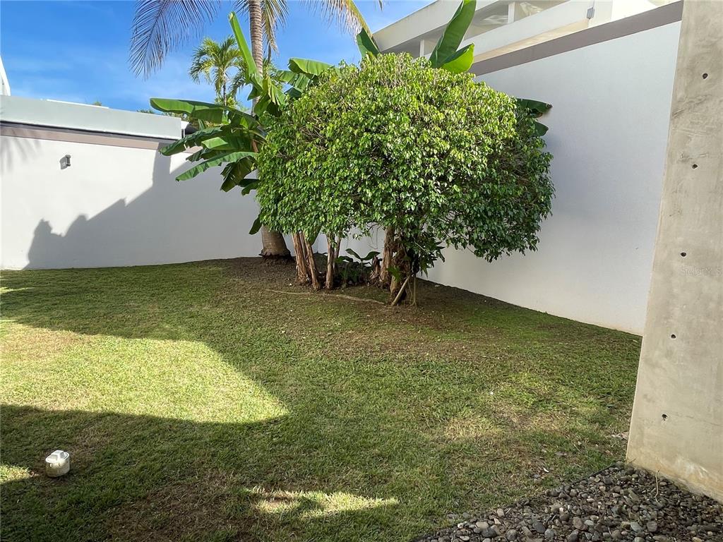 A grassy backyard features a large green tree, banana plants, and a white perimeter wall — Palma Real COCO PLUMOSA, GUAYNABO, PR