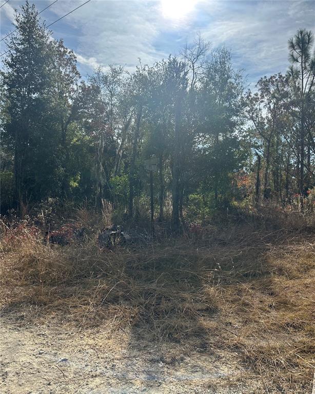 A view of a wooded, undeveloped lot with tall dry grass and scattered trees — Lot 2 NE 151ST TER, WILLISTON, FL
