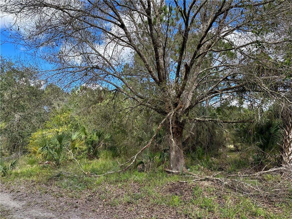 A large, bare-branched tree stands in a grassy, wooded lot with dense undergrowth — FELLSMERE, FL
