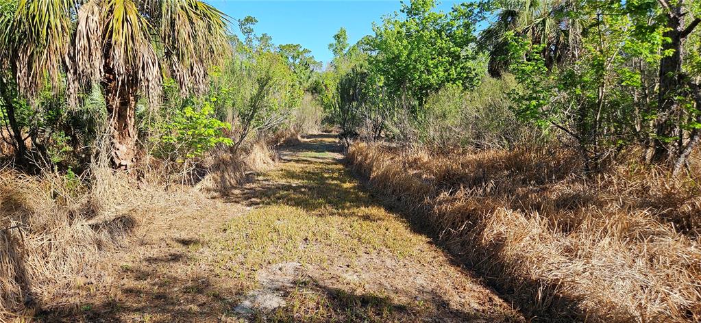 A dirt path leads through a wooded area with tall grasses and palm trees — 6239 TIMBERLANE ROAD, LAKE WALES, FL