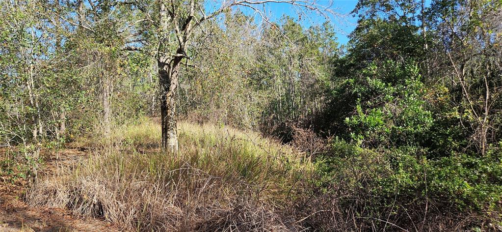 A wooded lot features tall grasses, dense brush, and various trees under a clear sky — 6239 TIMBERLANE ROAD, LAKE WALES, FL