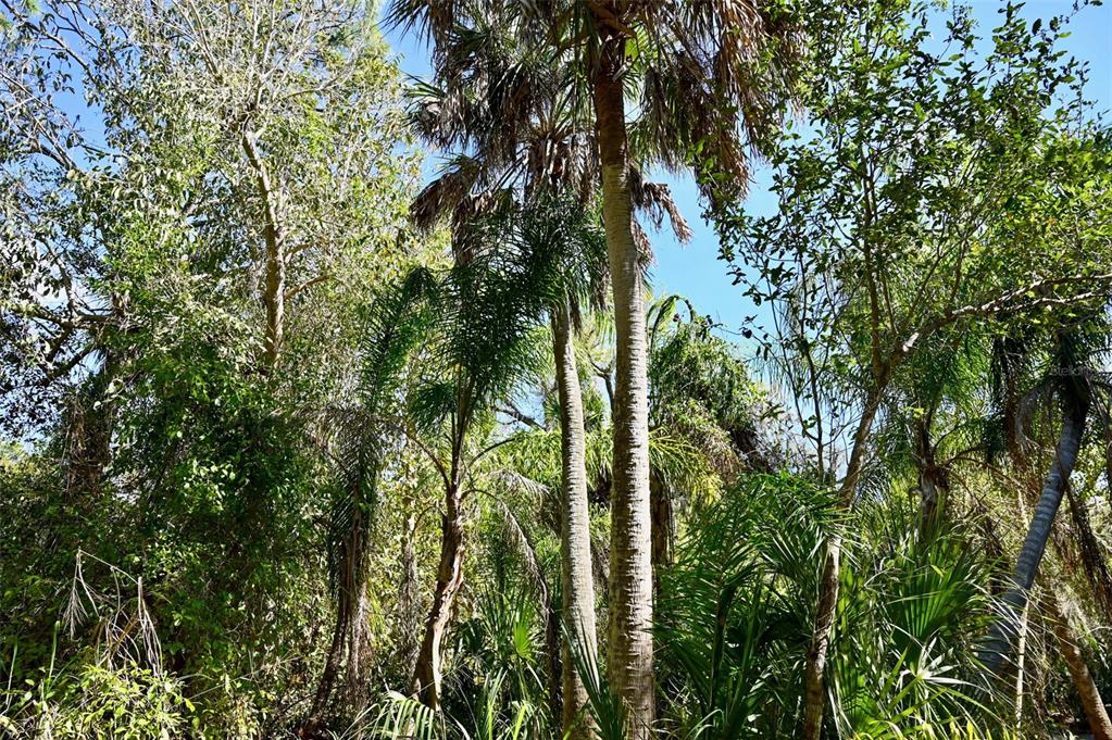 A dense, wooded area features several tall palm trees surrounded by lush green foliage — 22901 BAYSHORE ROAD, PUNTA GORDA, FL