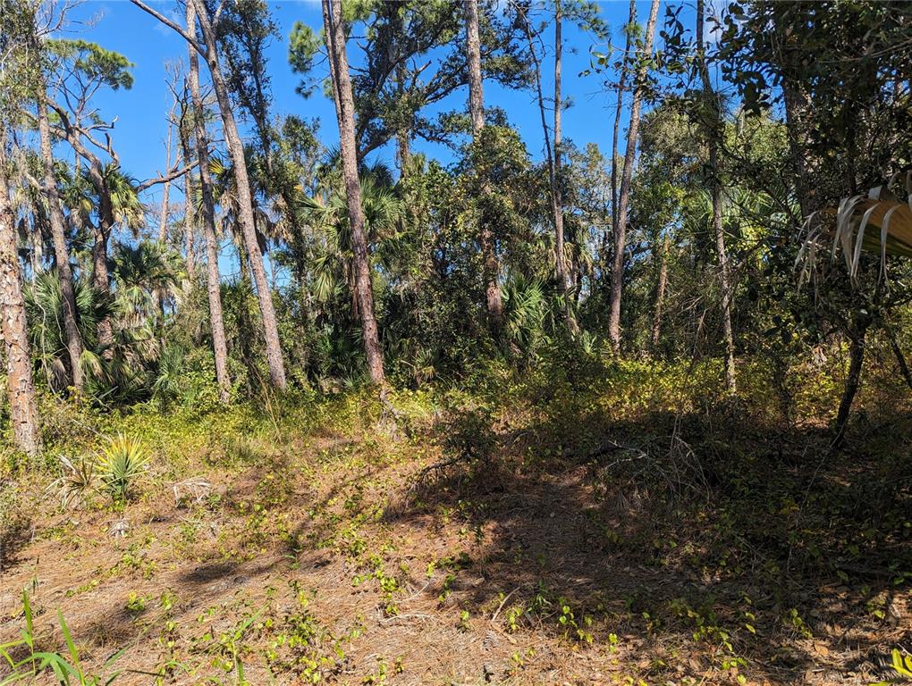A wooded lot with tall pine trees, palm trees, and low-lying brush under a blue sky — 0 APRICOLA ROAD Lot 14, NORTH PORT, FL