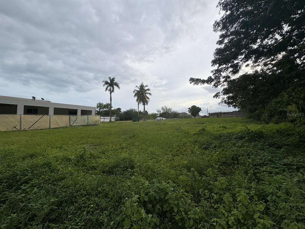 A grassy, open lot features a white horse, two palm trees, and a neighboring building — 1 JUANA DIAZ, JUANA DIAZ, PR
