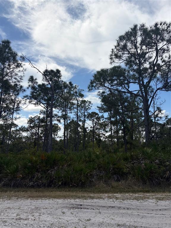 A sandy path leads to a wooded area filled with tall pine trees and palmettos — 28078 RAMIRO DRIVE, PUNTA GORDA, FL