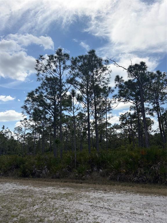 A sandy path leads to a wooded area with tall pine trees and palmetto bushes — 28078 RAMIRO DRIVE, PUNTA GORDA, FL