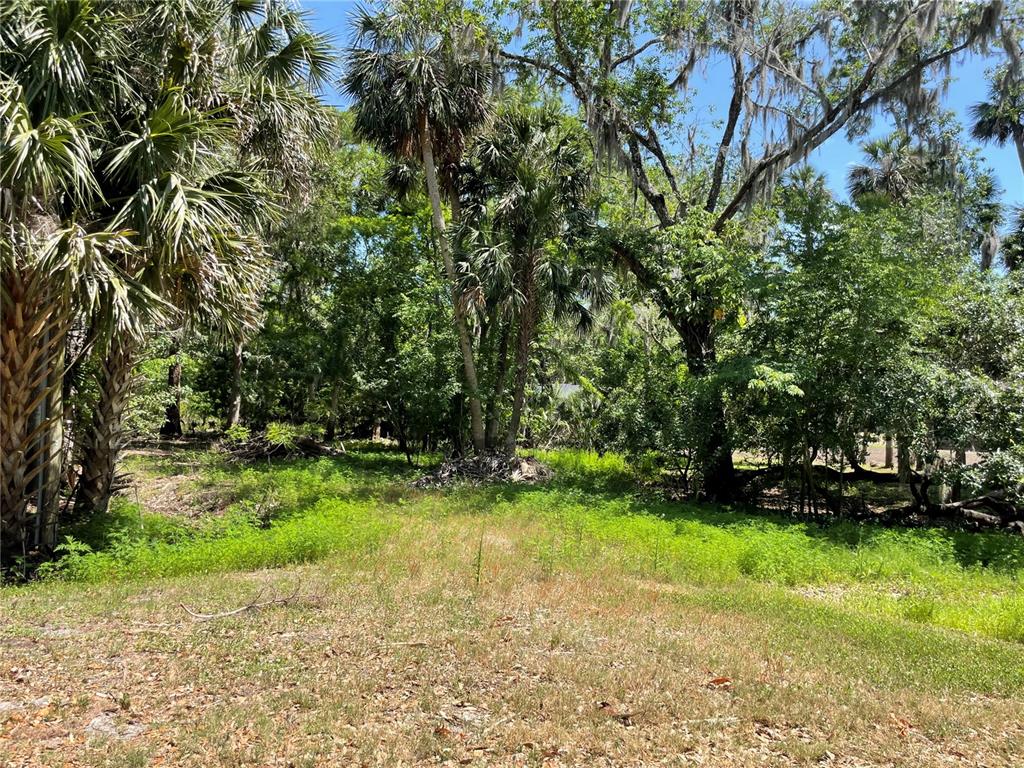A grassy, sunlit clearing leads into a dense forest of palm and oak trees — 1496 KETTLEDRUM TRAIL, DELTONA, FL