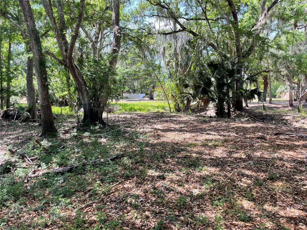 A wooded, leaf-covered lot features large trees with Spanish moss and a small palm cluster — 1496 KETTLEDRUM TRAIL, DELTONA, FL