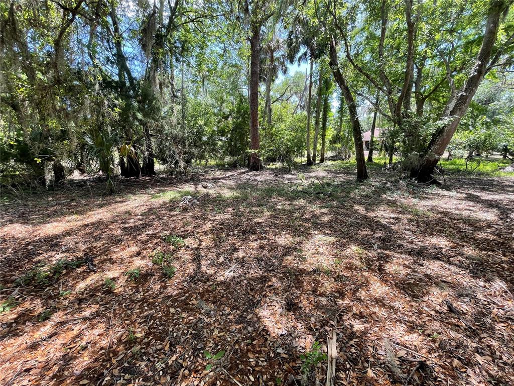 A wooded lot covered in fallen leaves with several tall trees and dense vegetation — 1496 KETTLEDRUM TRAIL, DELTONA, FL