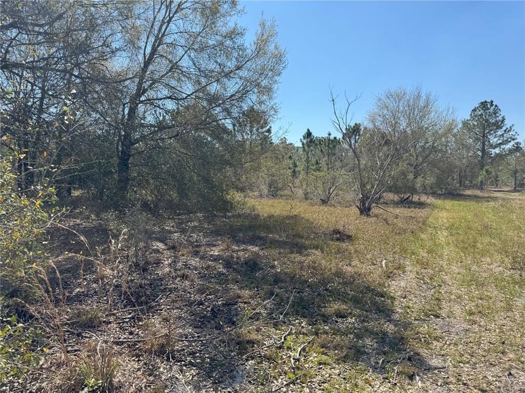 A wooded lot with scattered trees and patches of dry grass under a clear sky — 0 LAKE BUFFUM ROAD, LAKE WALES, FL