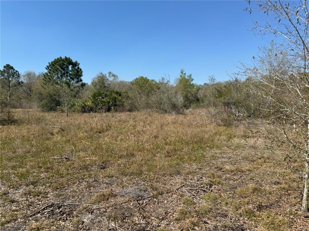 A flat, grassy, undeveloped lot with scattered trees and shrubs under a clear blue sky — 0 LAKE BUFFUM ROAD, LAKE WALES, FL