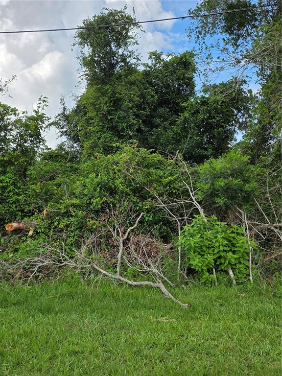 A dense, overgrown area of trees and shrubs sits behind a patch of green grass — 3227 URMEY AVENUE, DELTONA, FL